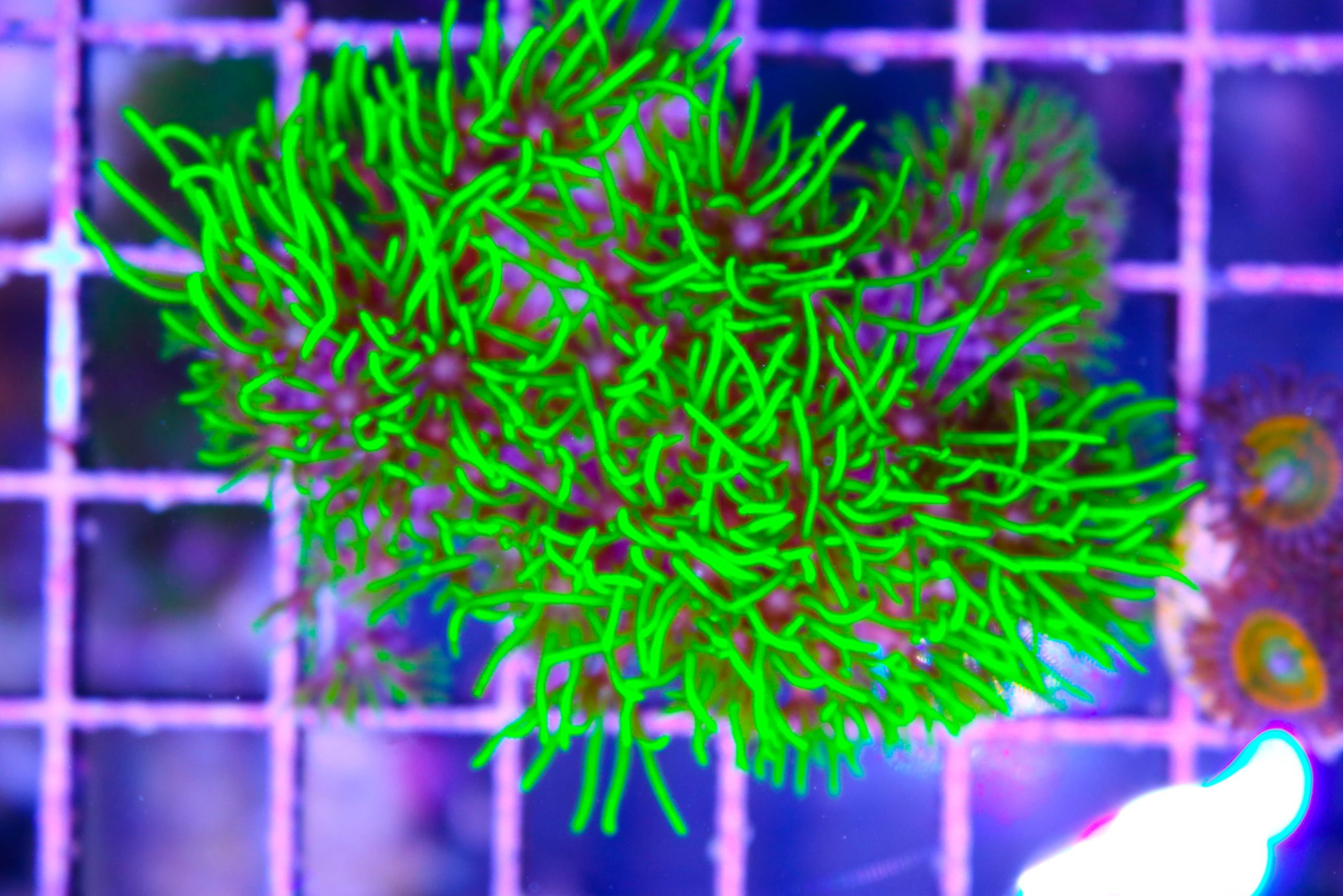 Branching Green Star Polyps: Trash or Treasure?, Corals
