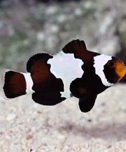 Black Snowflake Clownfish
