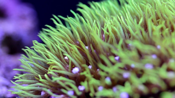 Green Star Polyp - Frag Box Corals