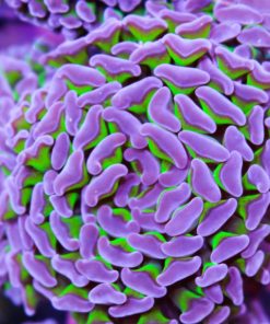 Classic OG Purple Green Hammer Coral Frag (Row #89)