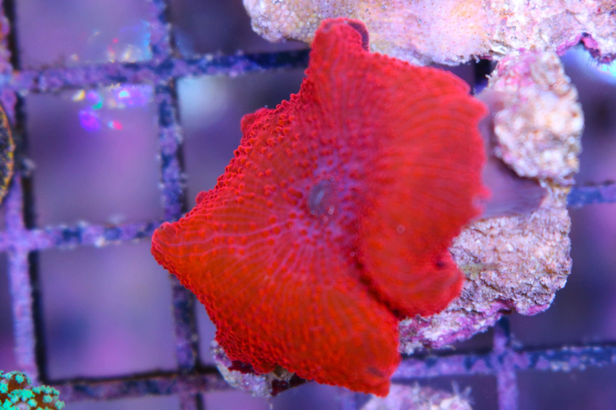 Red Mushroom Coral Frag Box Corals