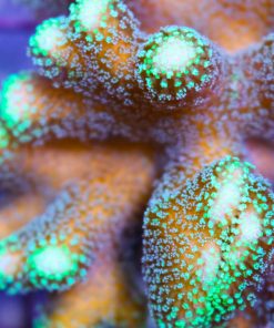 Stylophora