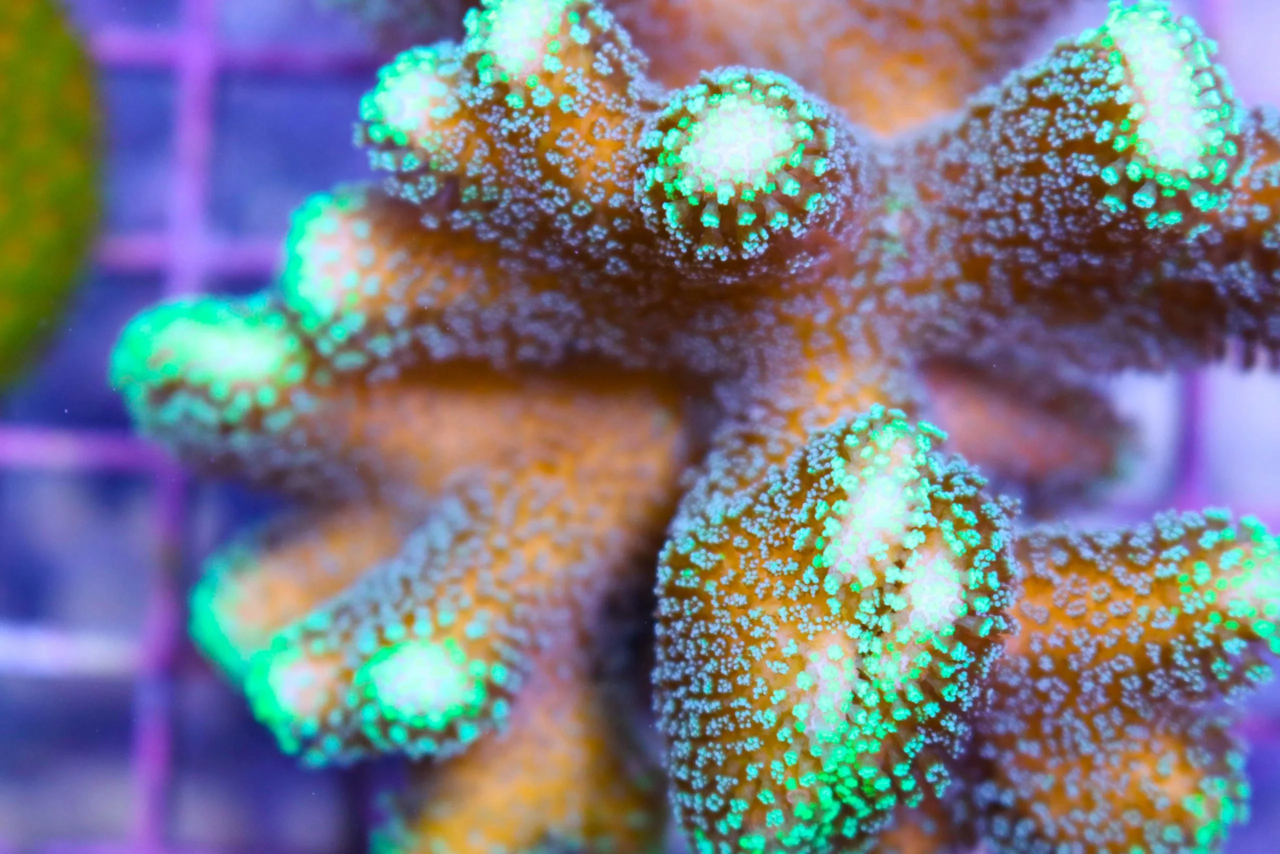 Stylophora Acropora