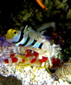 Hi-Fin Goby & Pistol Pair