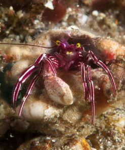 Zebra Hermit