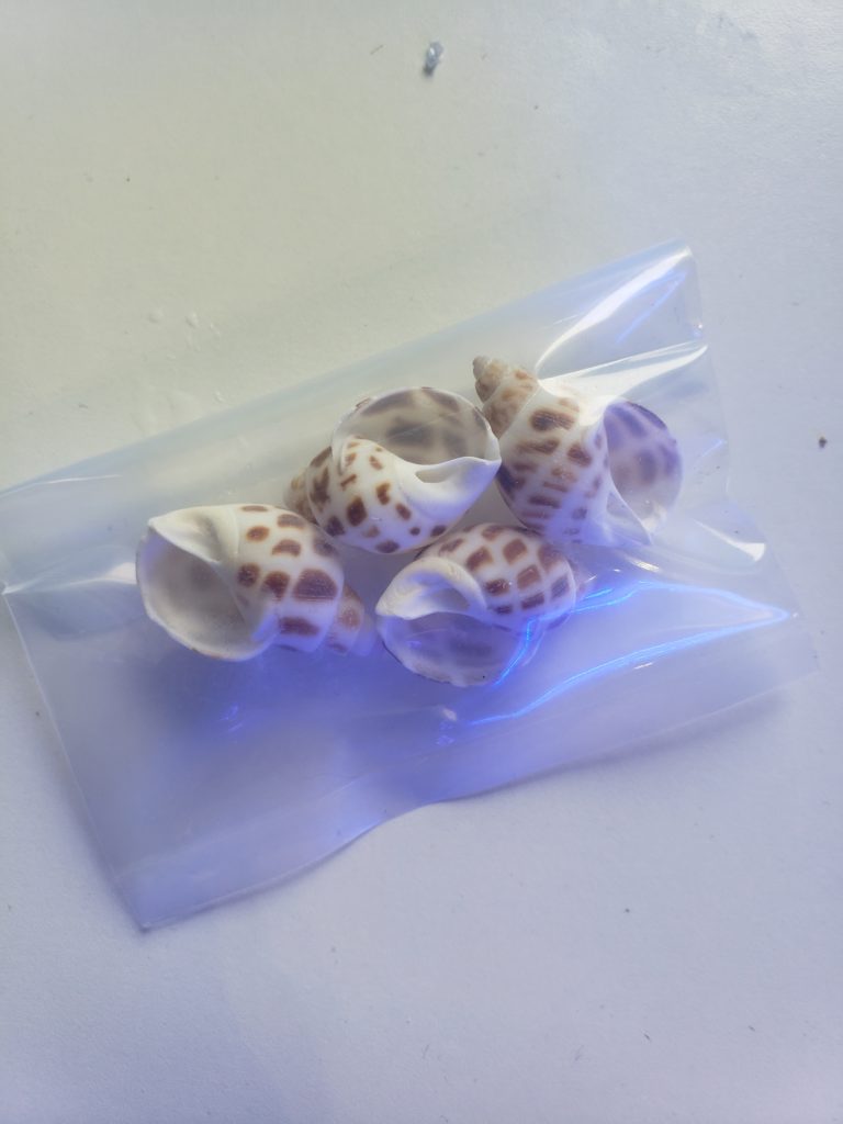 Frag Box Corals