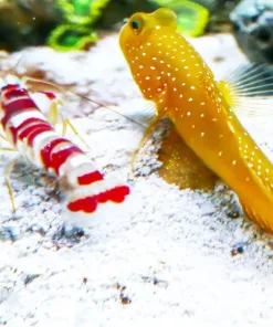 Yellow Watchman Pistol Pair