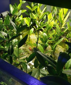 Rooted -Leaf Sprouted - Black Mangrove (~6'' Purchase Size)