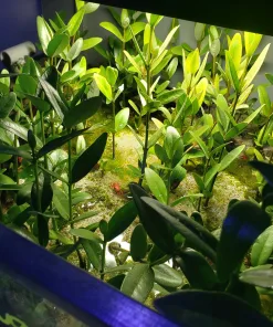 Rooted Sprouted Black Mangrove