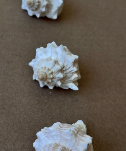 1 Larger Hermit Shell