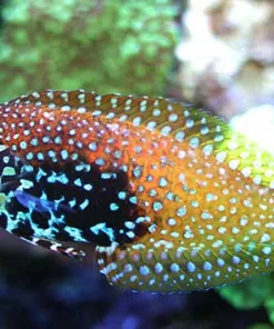 Leopard Wrasse