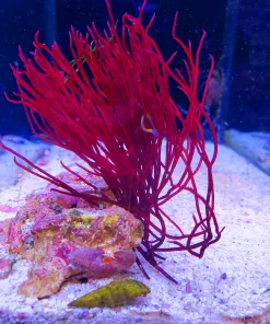 Dragons Nest (Gracilaria Parvispora)