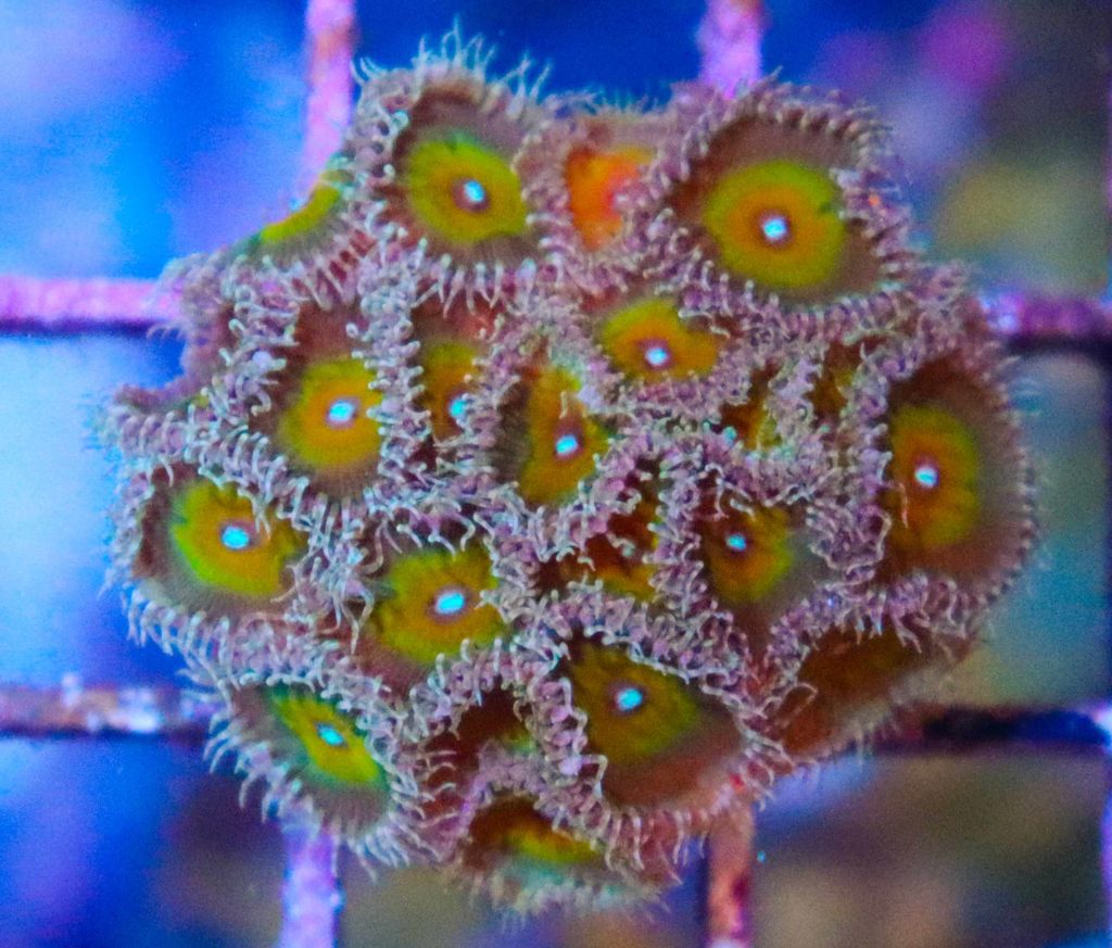 Frag Box Corals