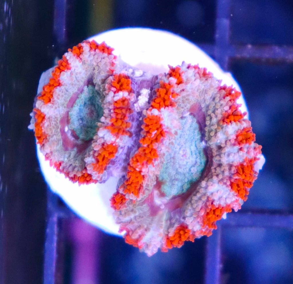Frag Box Corals
