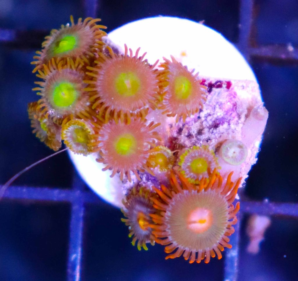 Frag Box Corals