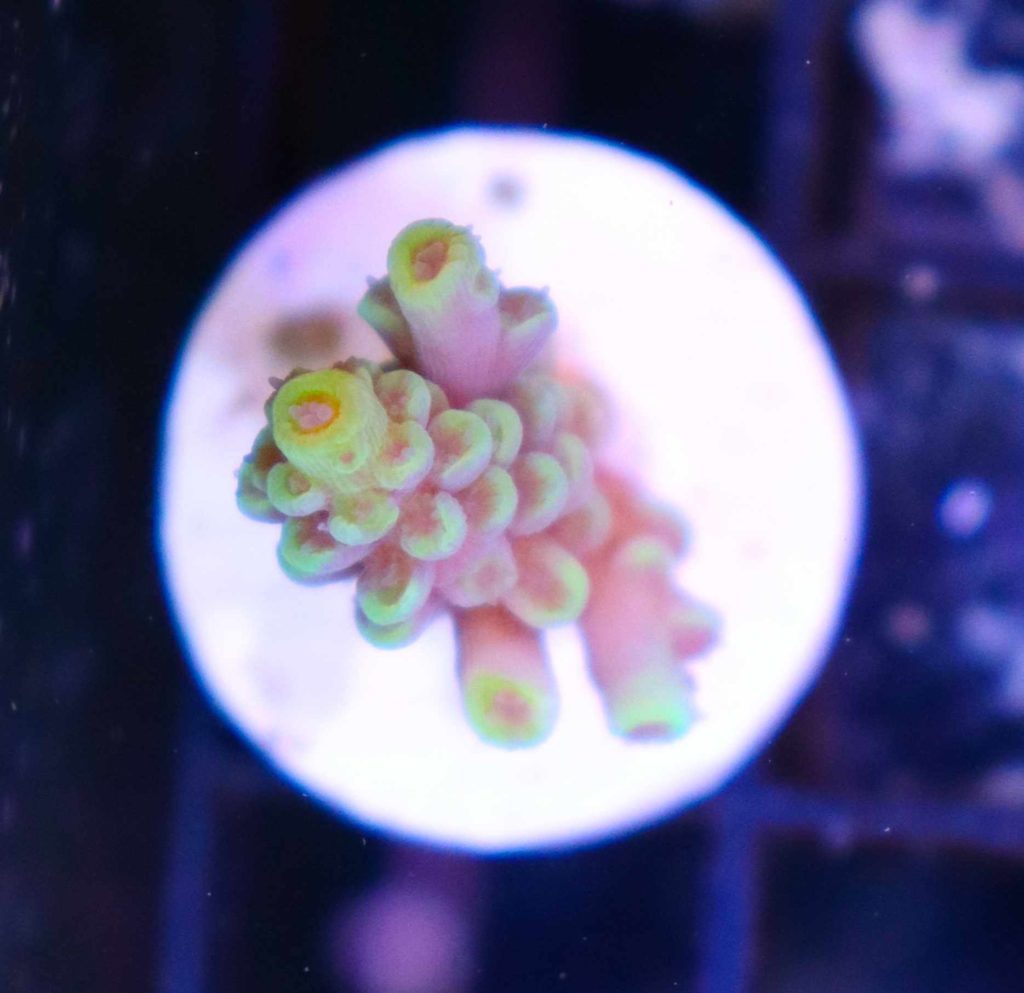 Frag Box Corals
