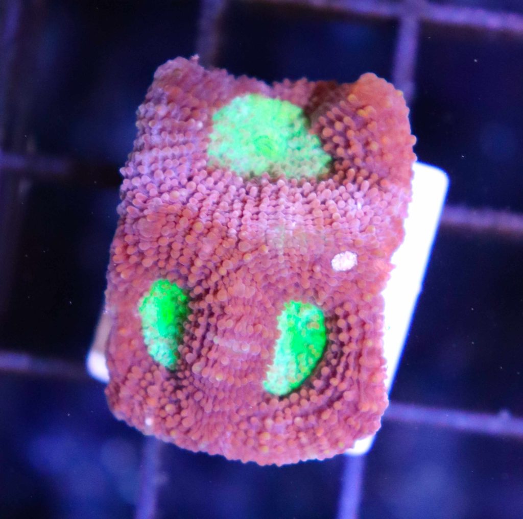Frag Box Corals