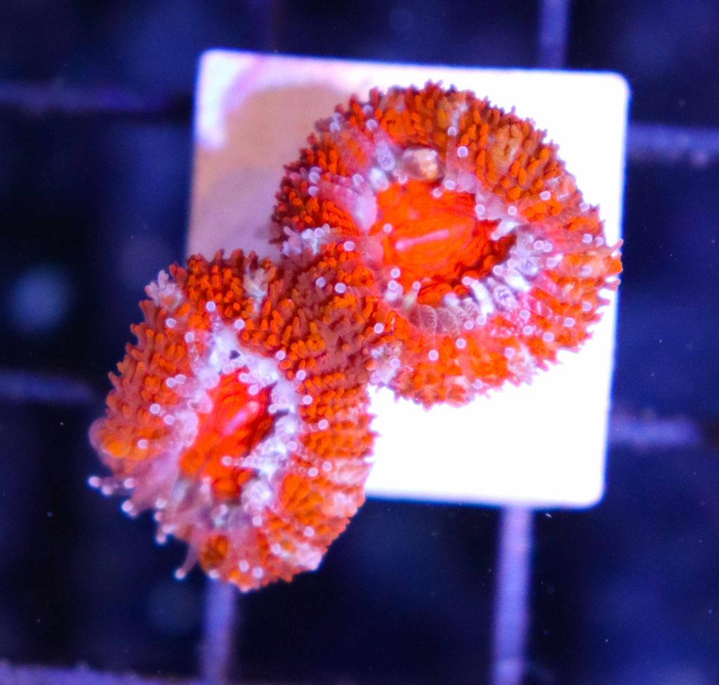 Frag Box Corals