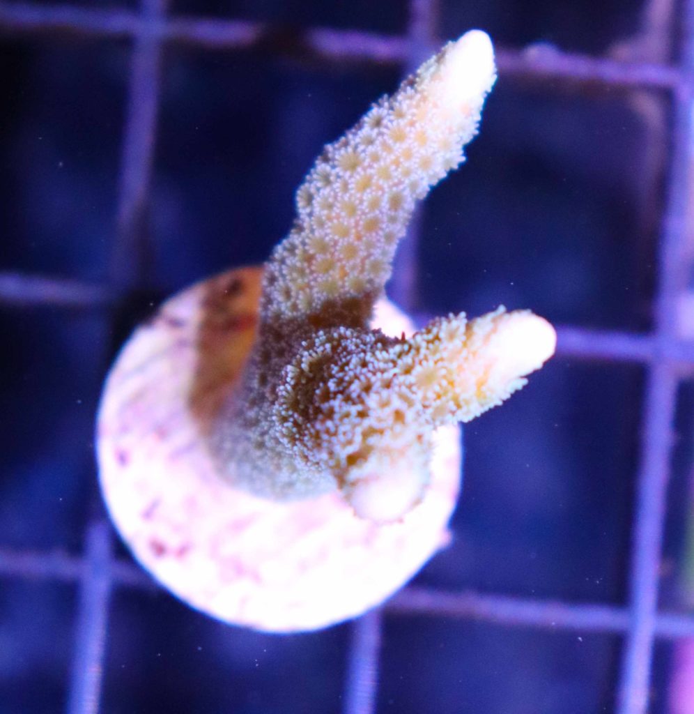 Frag Box Corals