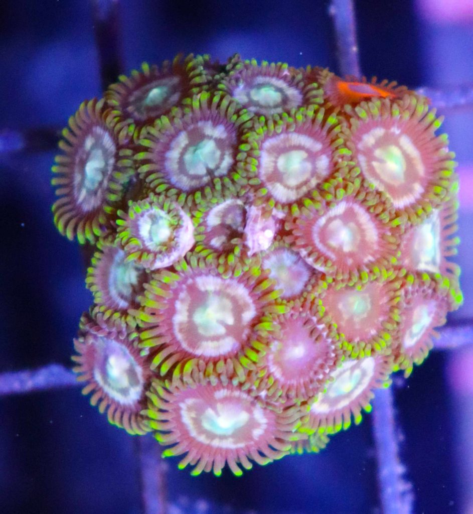 Frag Box Corals
