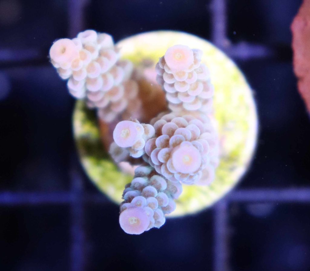 Frag Box Corals