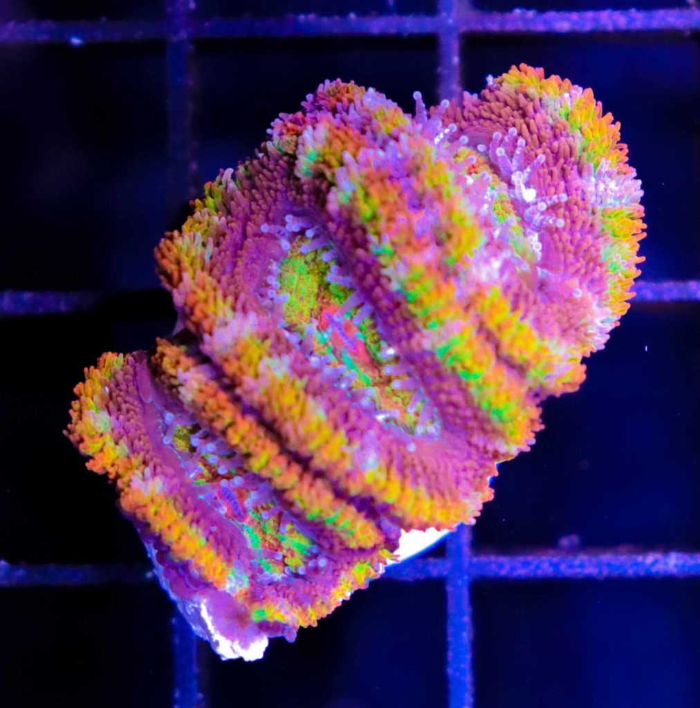 Frag Box Corals