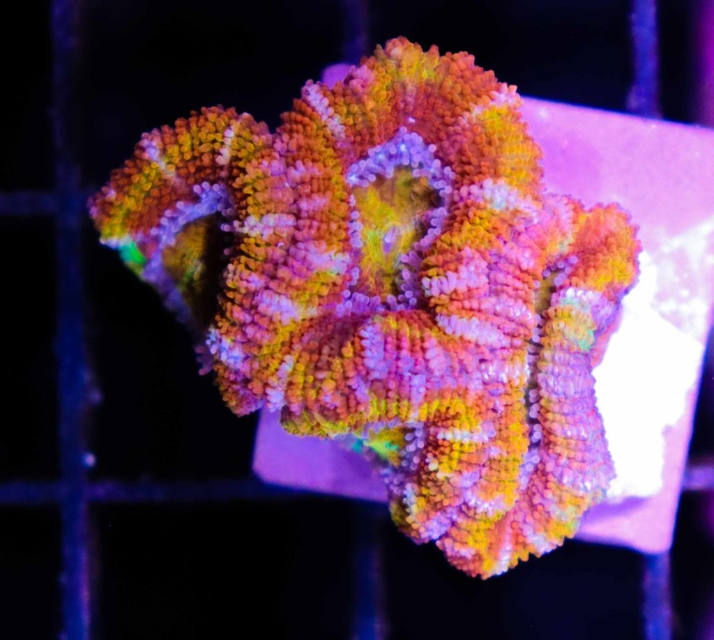 Frag Box Corals