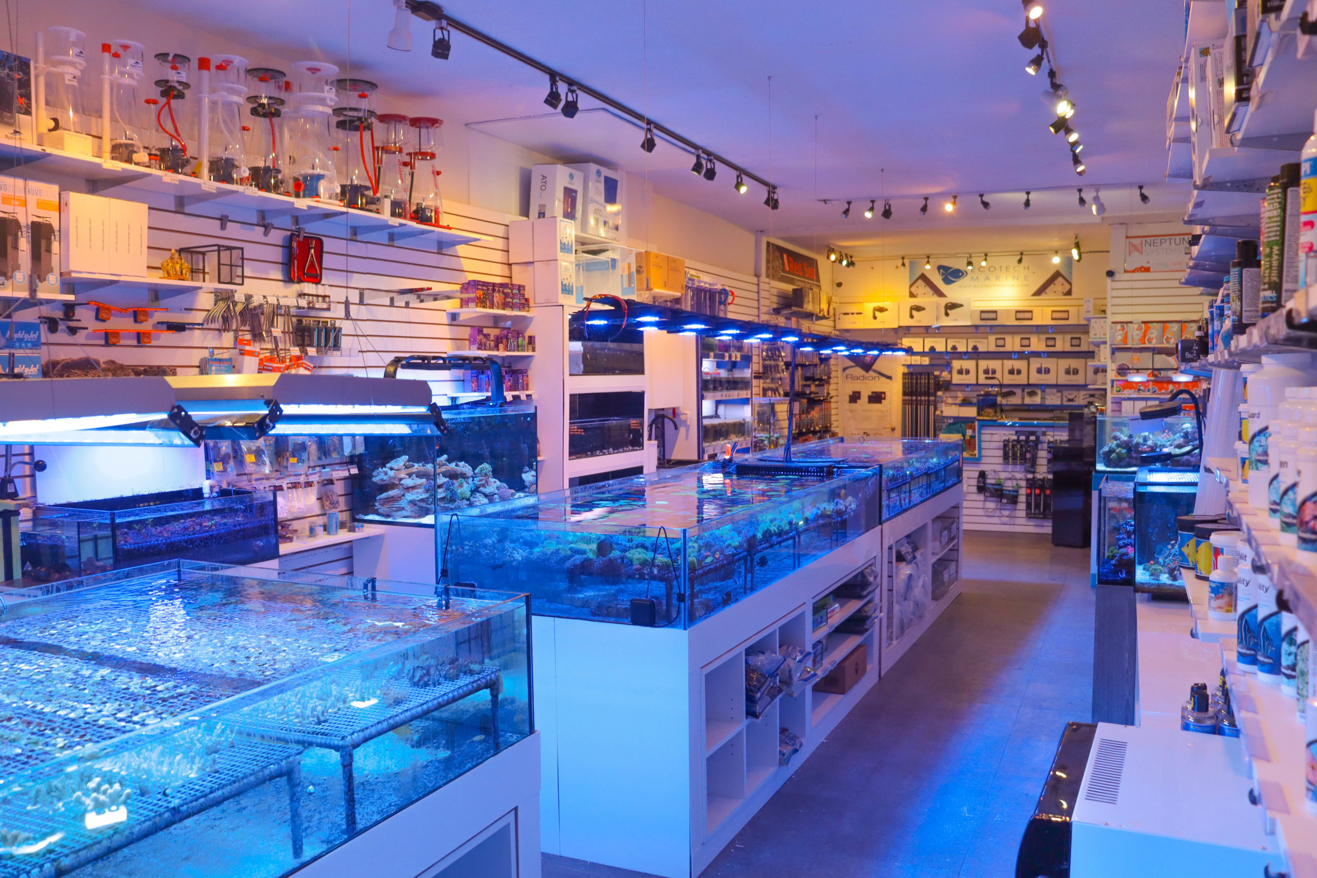 Toronto's Best Aquarium Store and Saltwater Corals - IMG 3713 1 ScaleD
