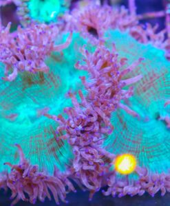 Medium - Large Elegance Coral