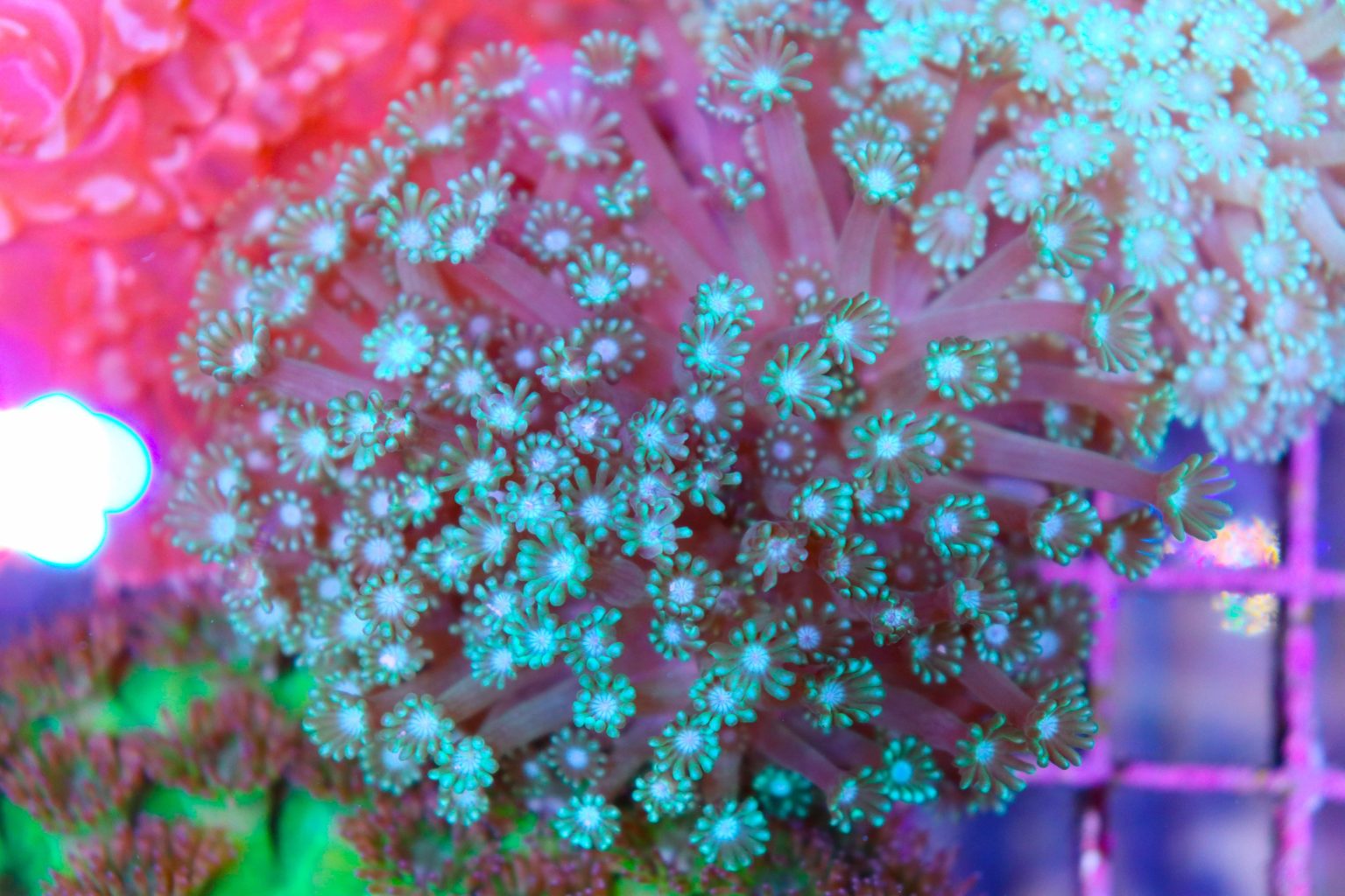 Alveopora Coral Coral Frag Box Corals