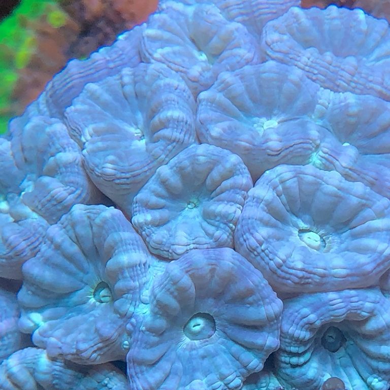 Candy Cane Coral Care Keeping & Care For Your Candy Cane Coral