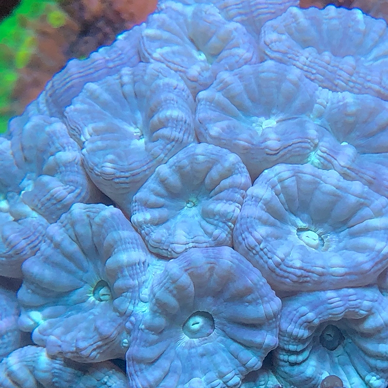 Candy Cane Coral Care - Keeping & Care For Your Candy Cane Coral