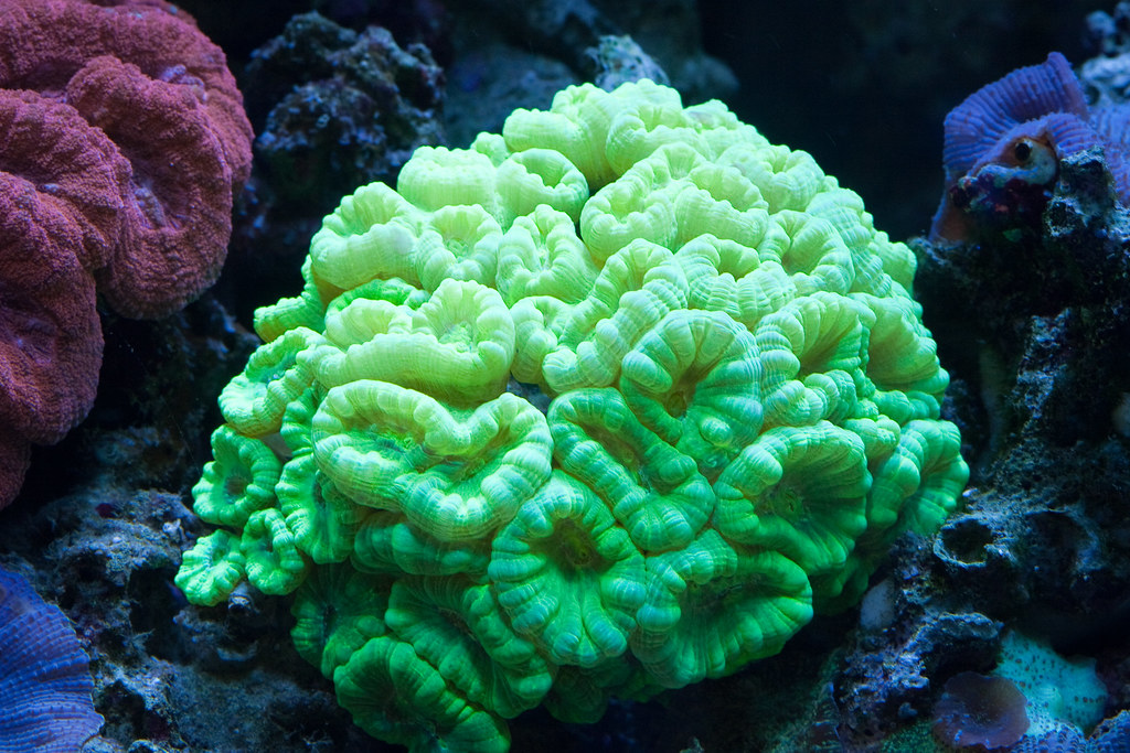 Candy Cane Coral Care - Keeping & Care For Your Candy Cane Coral