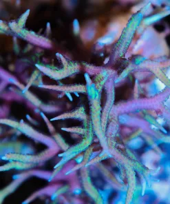 Birdsnest Seriatopora