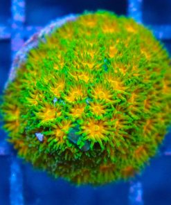 Polkaroo Leptastrea Coral (Row #29:B)