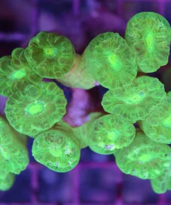 Green Trumpet Coral Frag