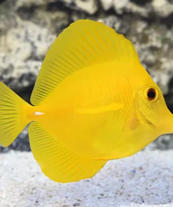 Fish available for pick up on monday *please read*