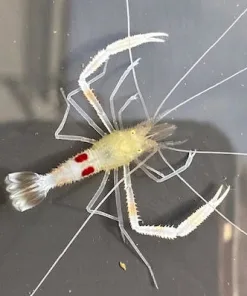 Zanzibar Shrimp  *rare*