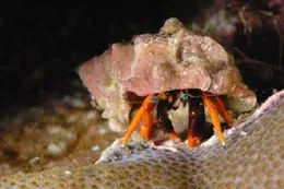 Calcinus gaimardii hermit crab