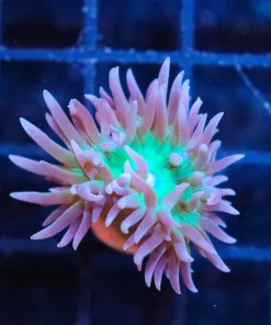 Duncan Coral Frag  [Video Inside]