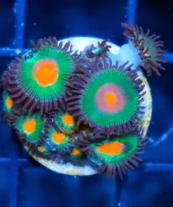 Green Bay Packer Zoas