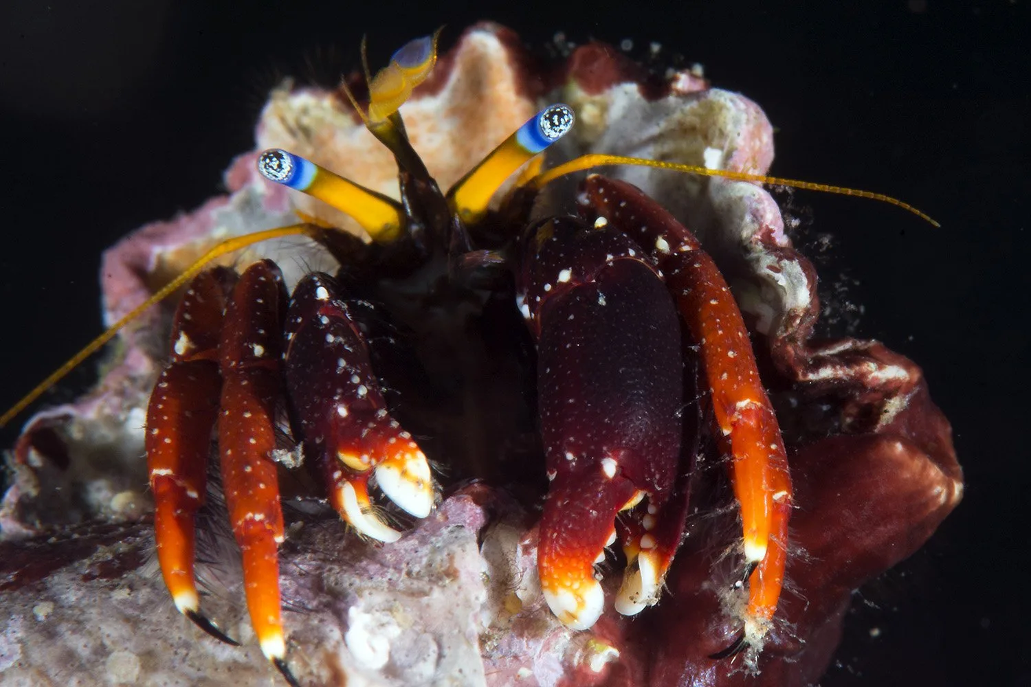 Red Blue Eyed Hermit Crab