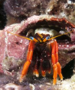 Blue Eyed Red Claw Hermit Crab
