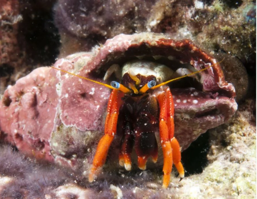 Red Blue Eyed Hermit Crabs