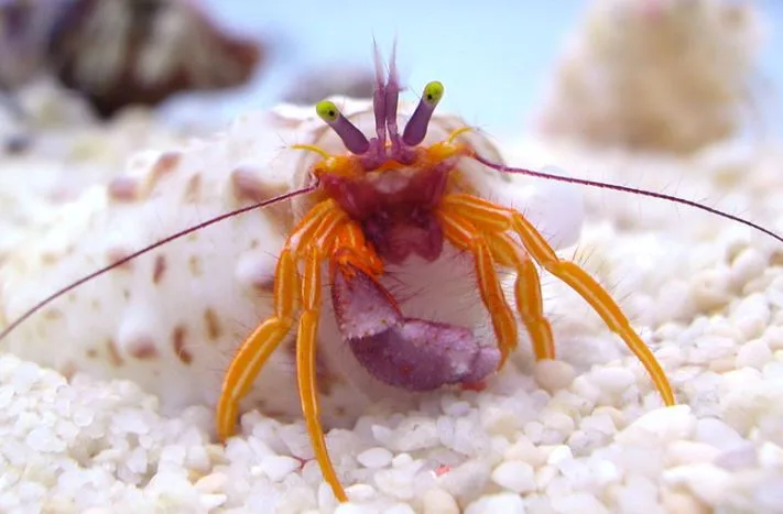 pylopaguropsis speciosa hermit crab