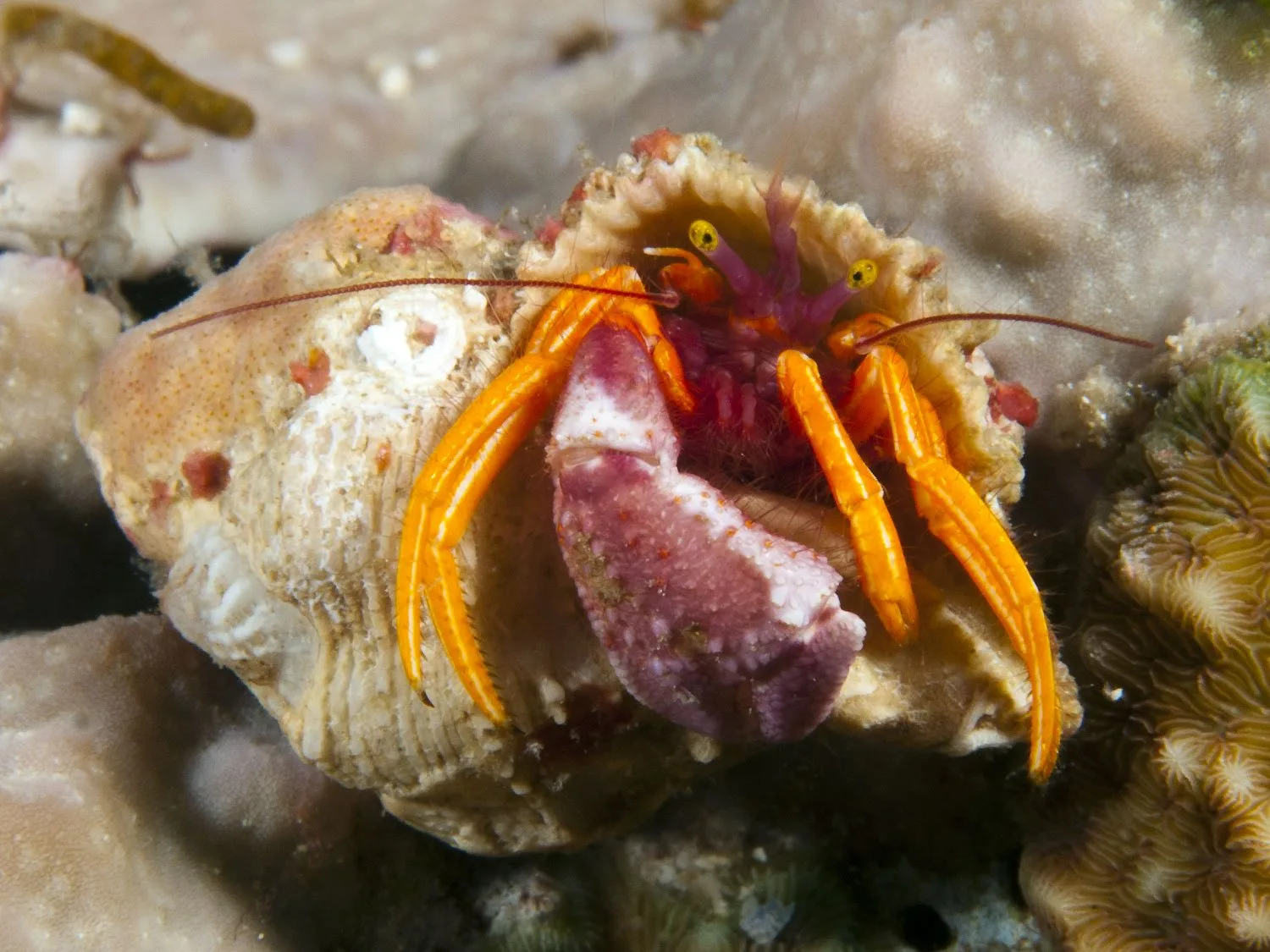 pylopaguropsis speciosa hermit