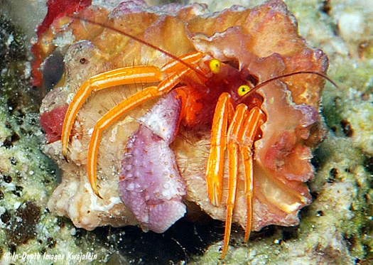 pylopaguropsis speciosa