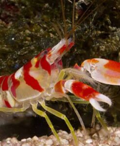 Coral Banded Shrimp – Detailed Guide: Care, Diet, and Breeding - Shrimp and  Snail Breeder