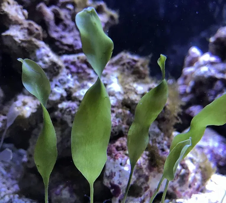 Blade Macro Algae