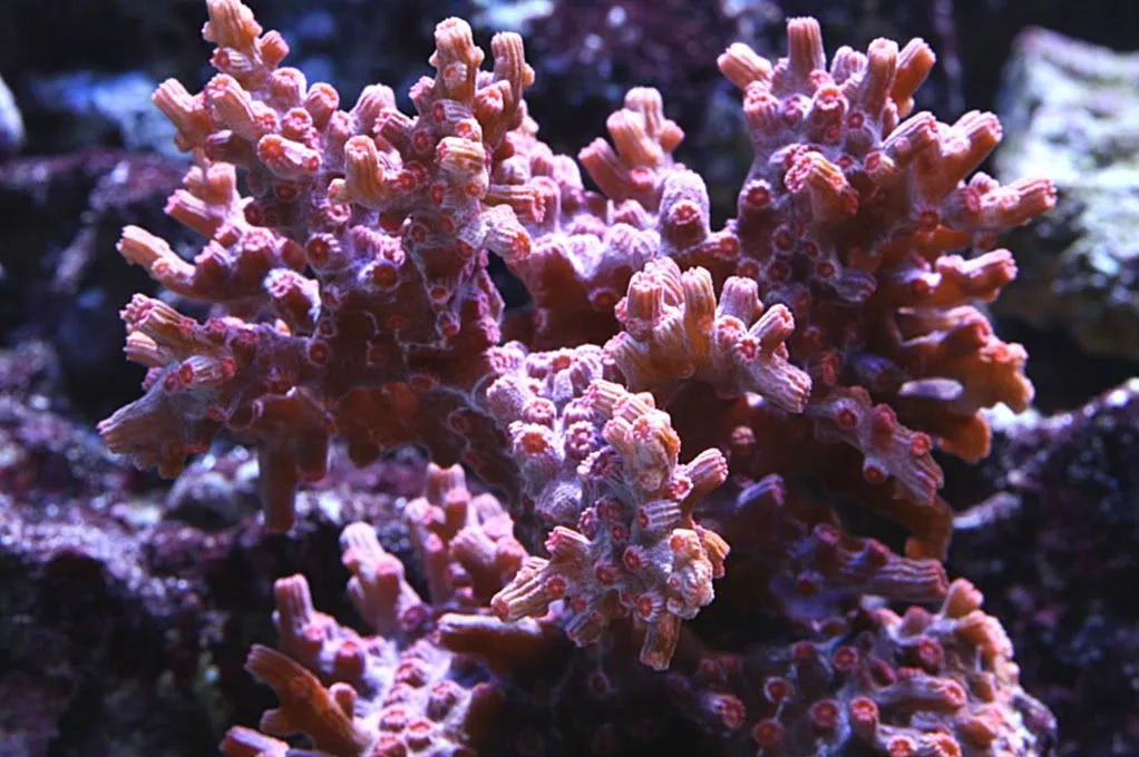 Frag Box Corals